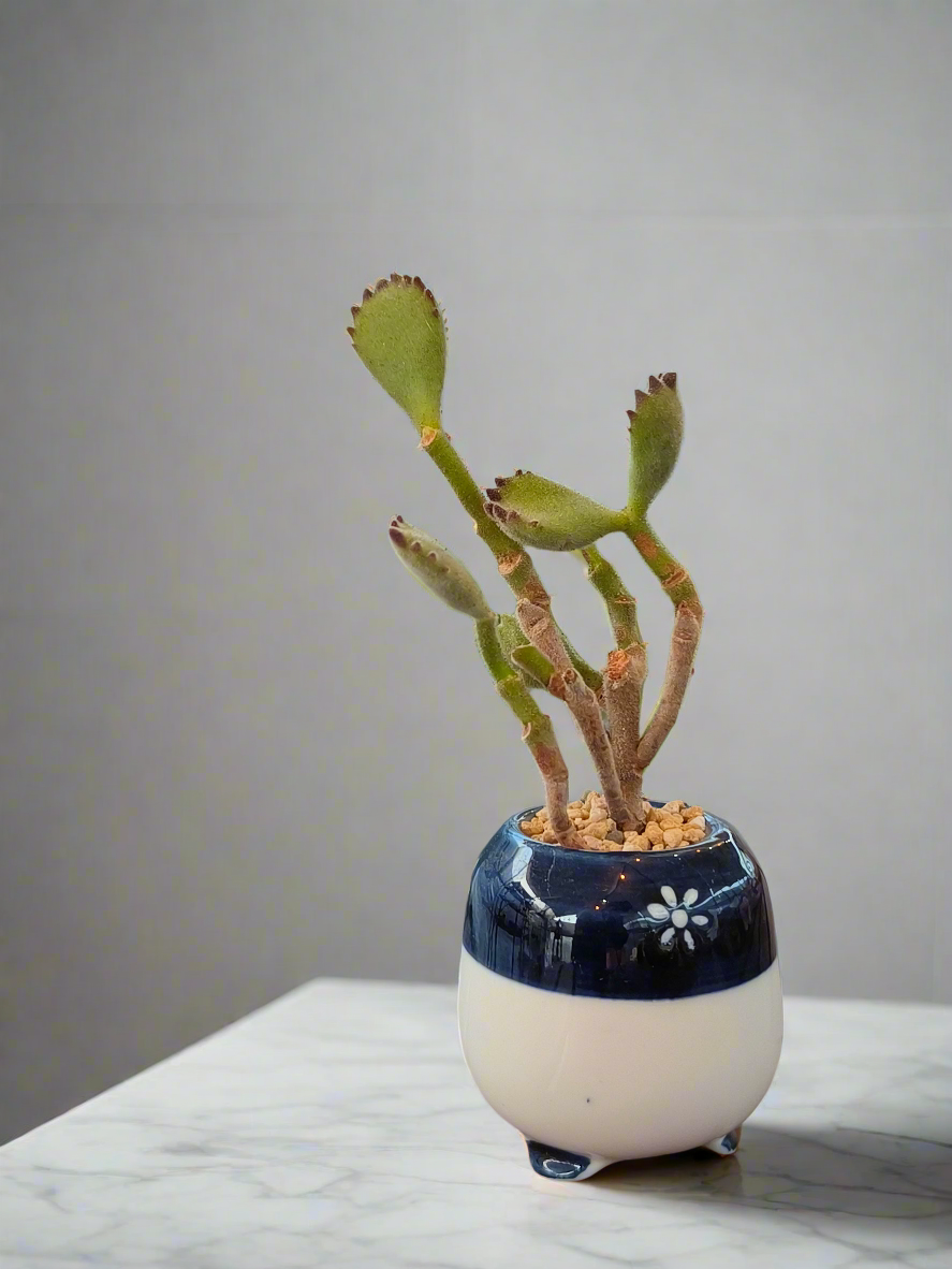 Front view Succulent Tiny Sakura Blue Planter – Cotyledon tomentosa ‘Bear’s Paw’