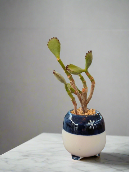 Succulent Tiny Sakura Blue Planter – Cotyledon tomentosa ‘Bear’s Paw’ - SlowBloomGreens
