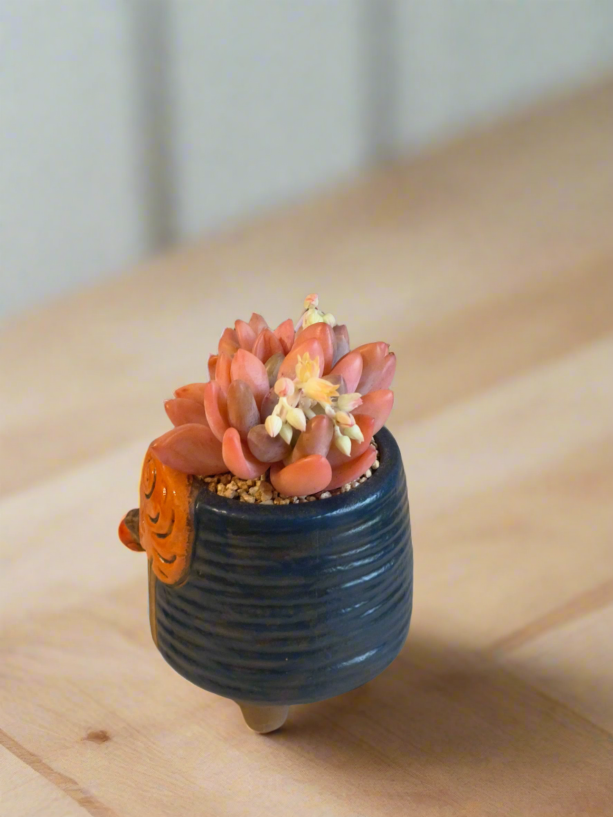 Succulent Enchanted Garden Snail – Pachyphytum (Blooming)