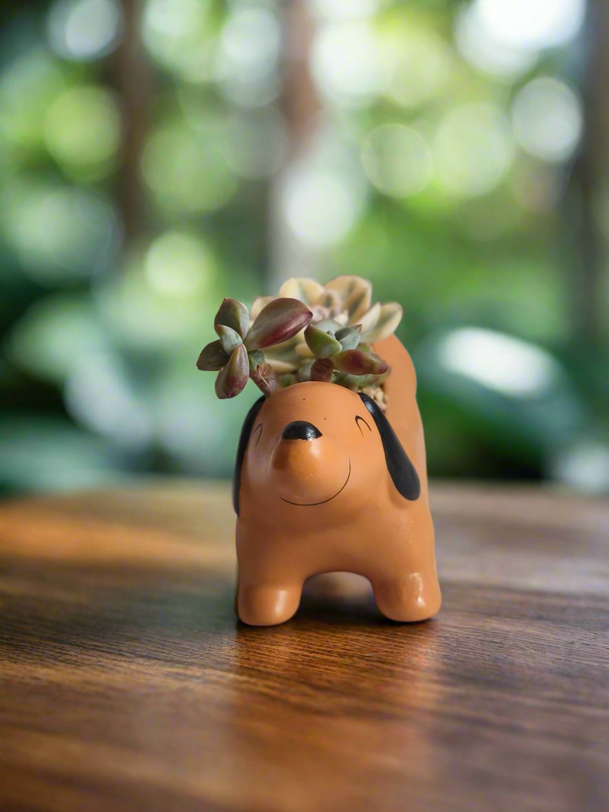 Succulent Daunchund Pot - Echeveria agavoides 'Akaihosi' & friends - SlowBloomGreens