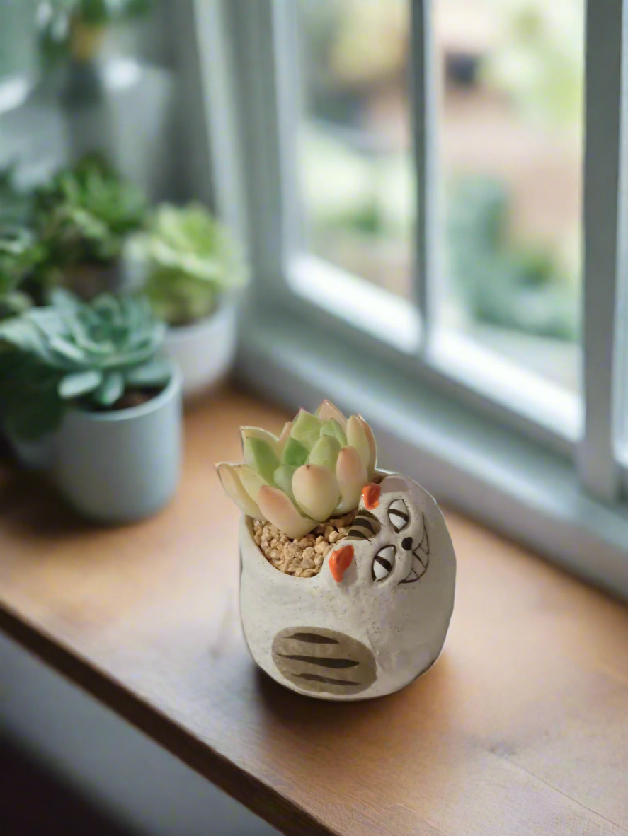 Decorative Succulent Cat Pot - Echeveria with vibrant rosettes