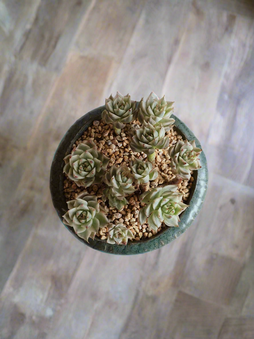 Succulent Rustica Ceramic Pot – Echeveria Halbingeri