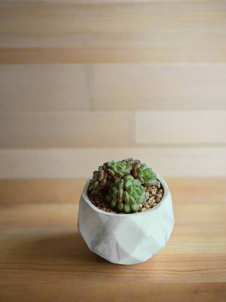 Detailed view of the rosettes in the Succulent Harmony Ash Pot – Echeveria Minima.