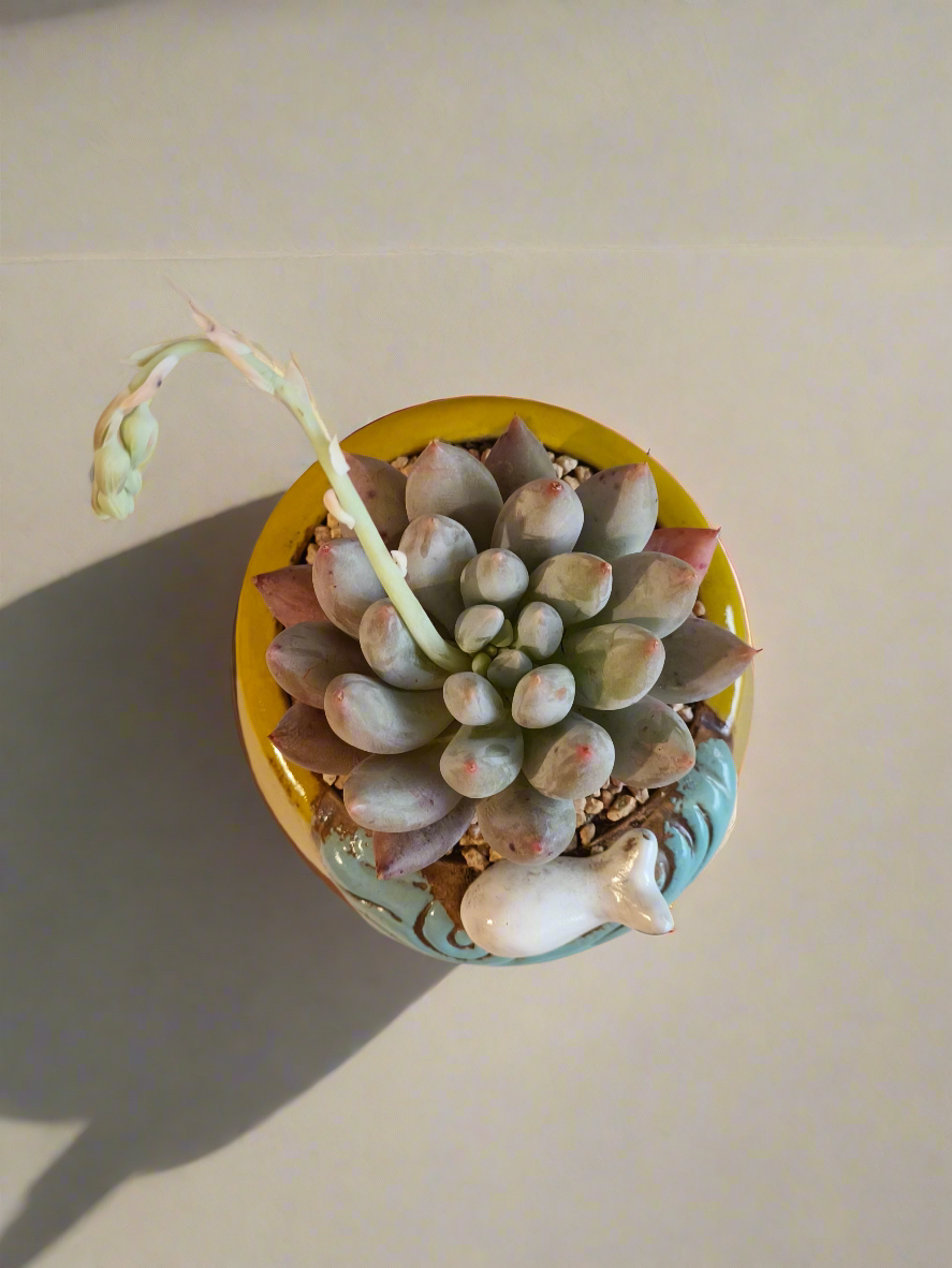 Succulent Enchanted Garden Fish – Pachyveria Angel's Finger (Blooming)