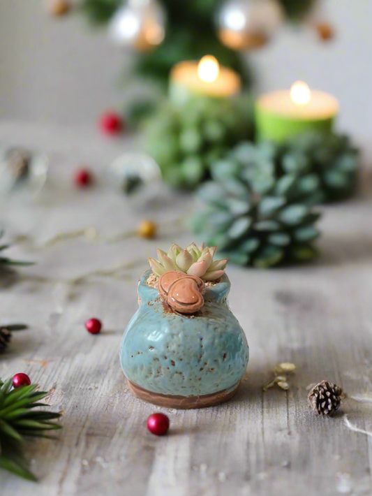 Succulent Mary Jane Charm Blue – Echevaria Elegans - SlowBloomGreens