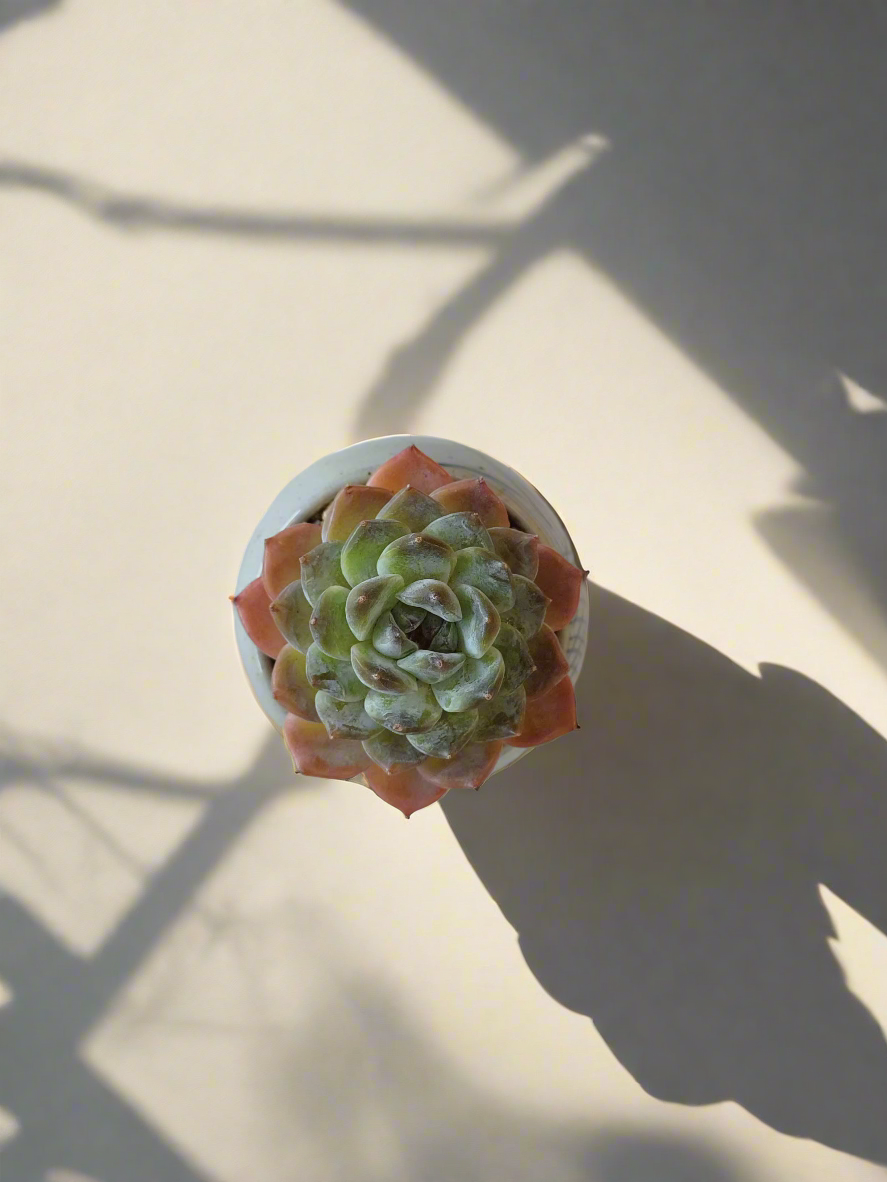 Succulent Koi Grace Pot - Echeveria ‘Violet Queen’