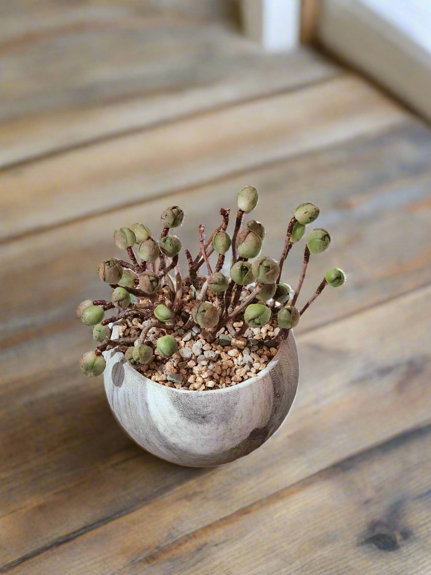 Succulent Elegant Round Grey - Aeonium 'Adodes' - SlowBloomGreens