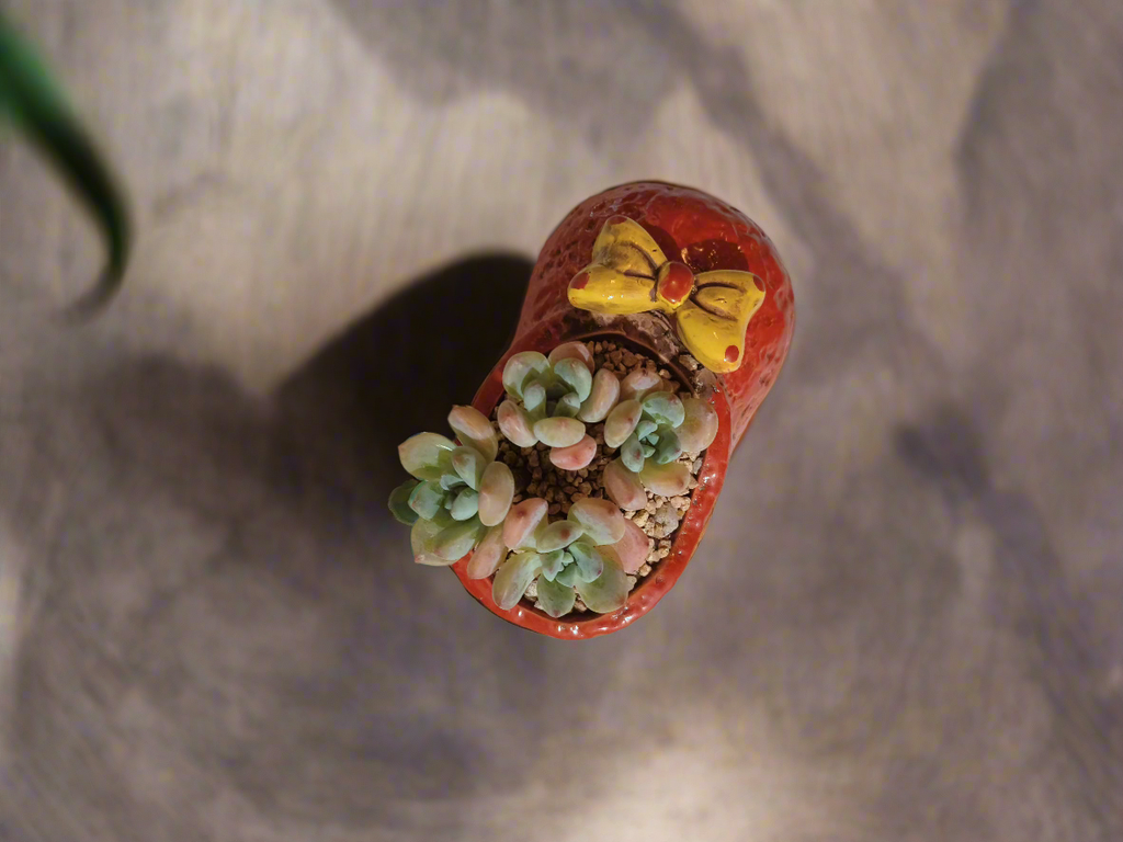 Succulent Mary Jane Charm Red – Pachyveria Elaine - SlowBloomGreens