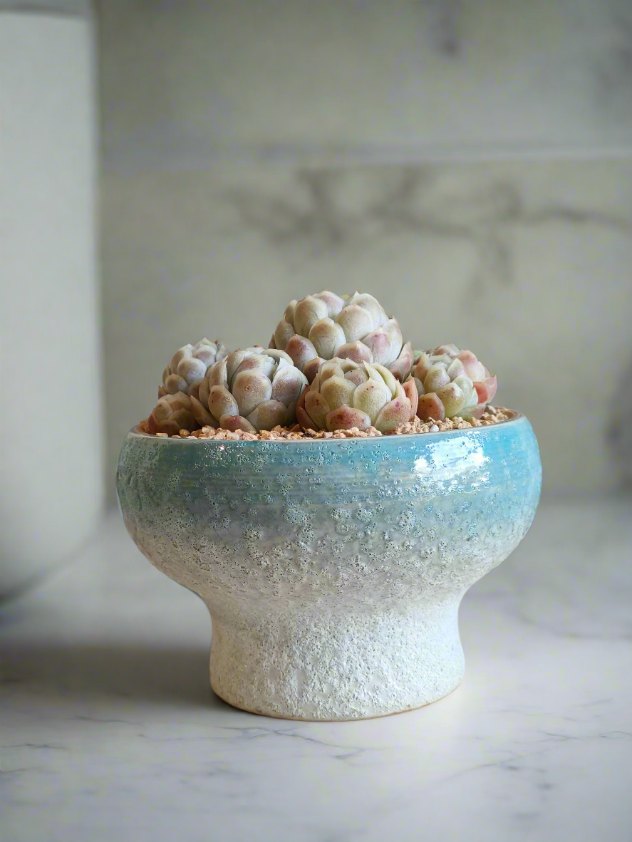 Succulent Moonlit Bloom Pot – Skyward Blue with Echeveria Elegans 'Raspberry Ice' - SlowBloomGreens