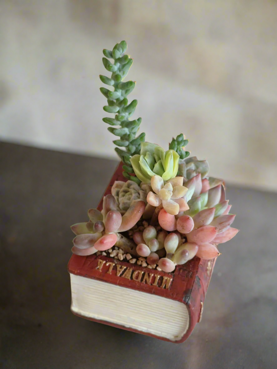 Succulent Book Nook – Assorted Succulents - SlowBloomGreens