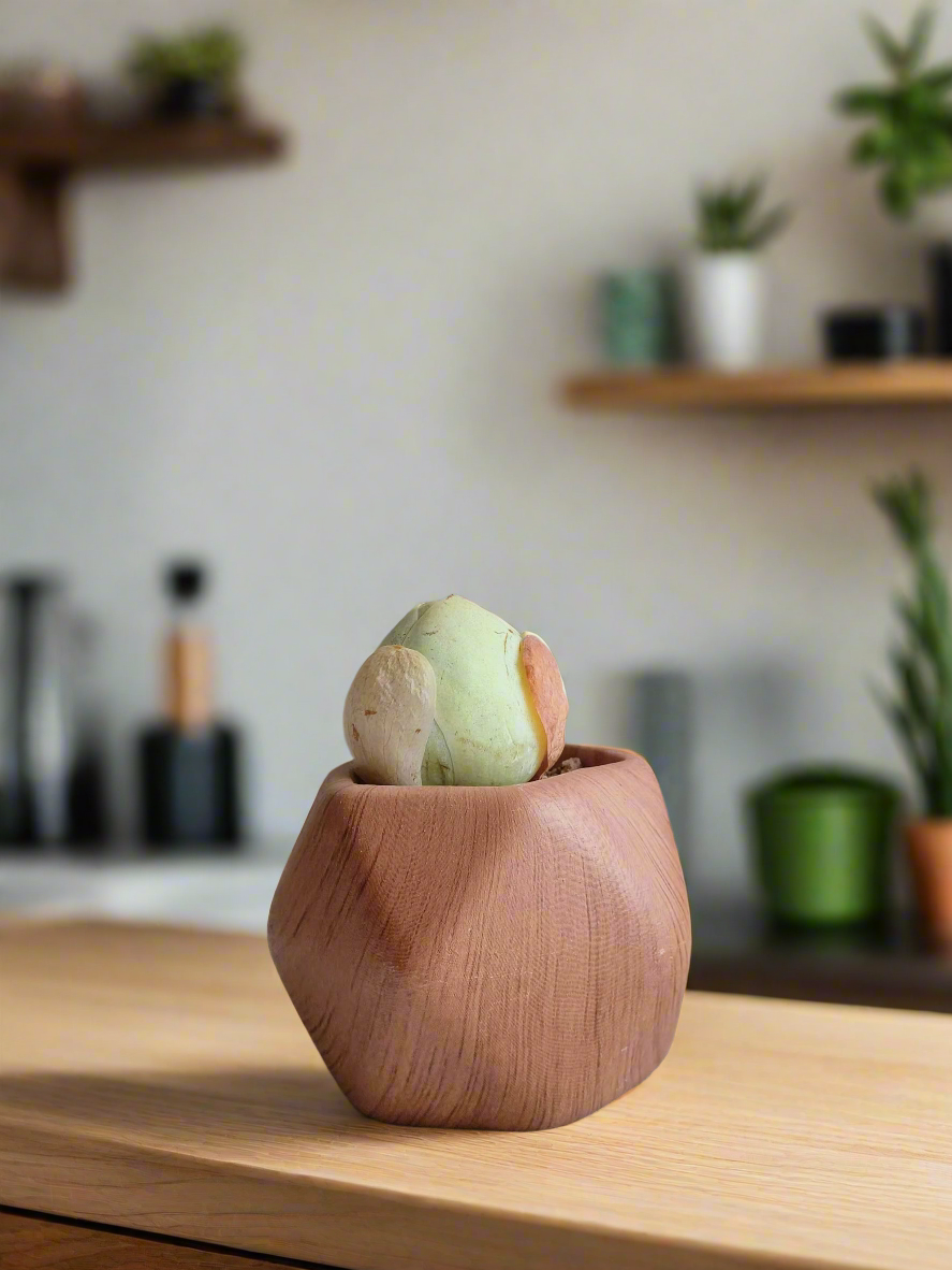 Close-up of Succulent Mini Octagon 'Woodgrain' Pot with succulent