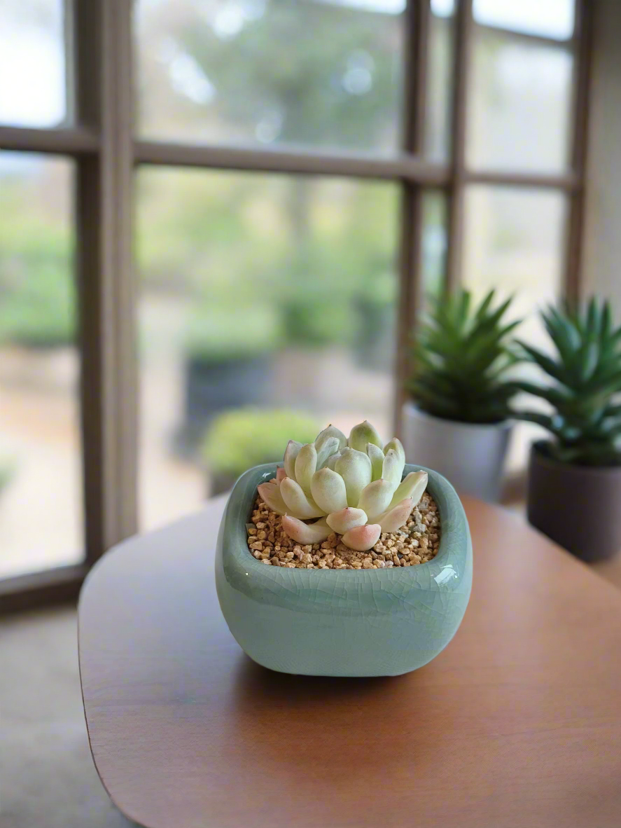 Succulent Zen Square Turquoise Pot – Echeveria Elegans