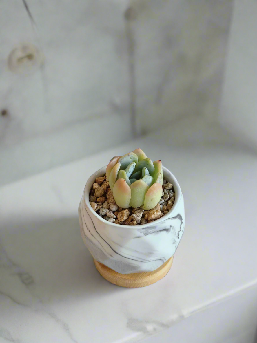 Charming look of the Succulent Petite Bliss Grey - Echeveria Suryeon in a modern home.