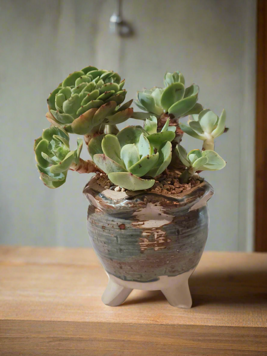 Succulent Rustica Pot- Echeveria Peach Pride - SlowBloomGreens