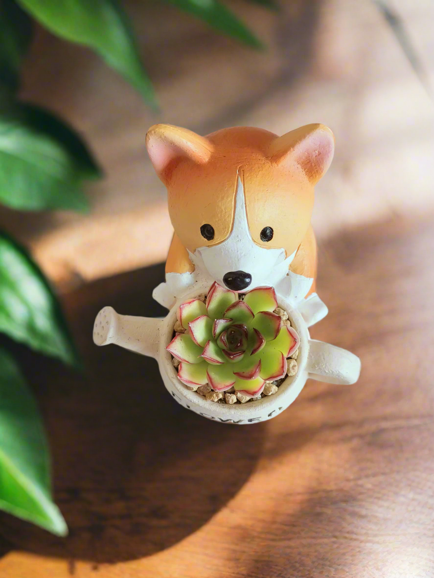 Succulent Charming Corgi - Echeveria Pulidonis - SlowBloomGreens