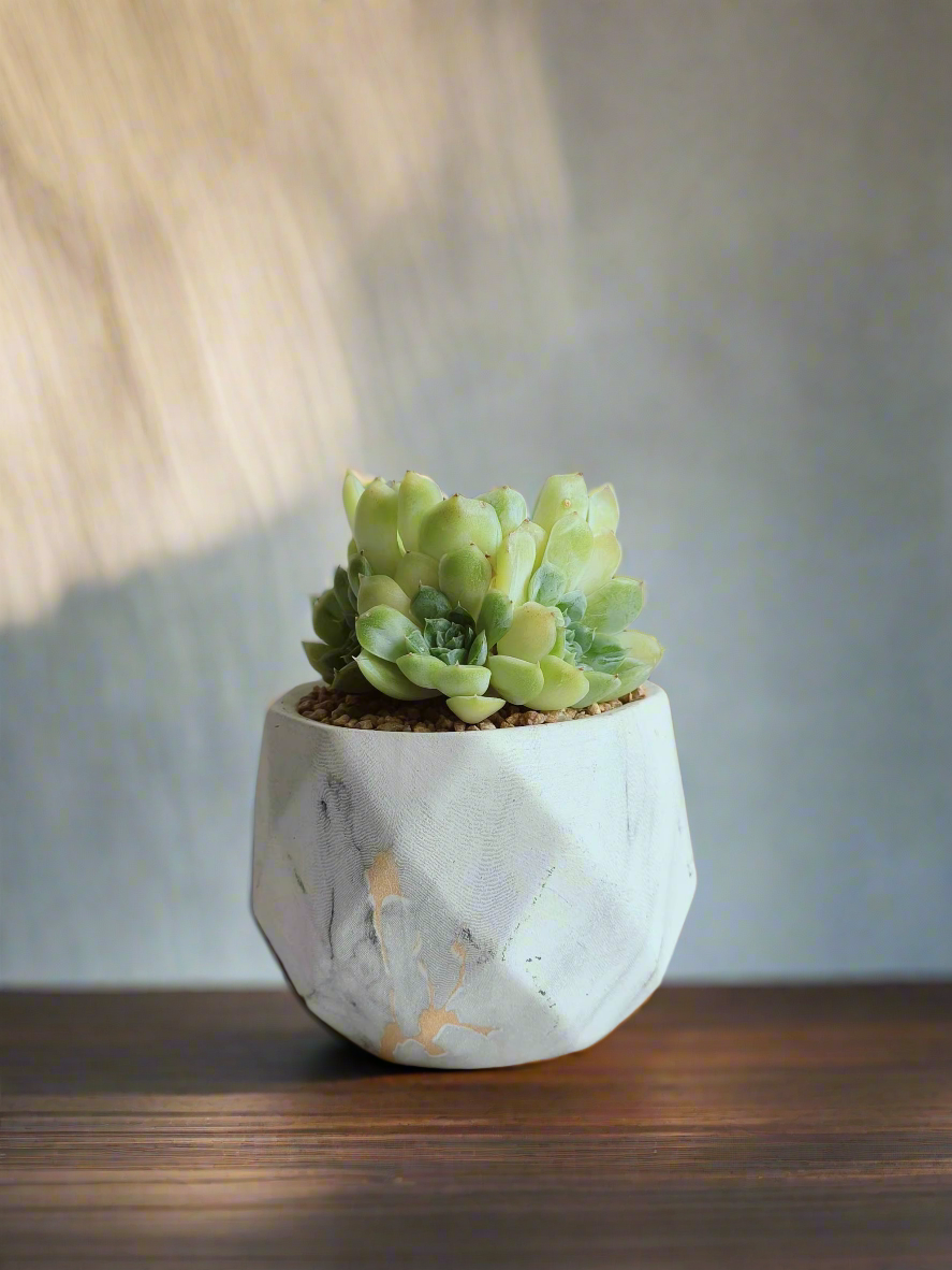 Succulent Harmony Gold Pot - Echeveria Onslow 'Michella'