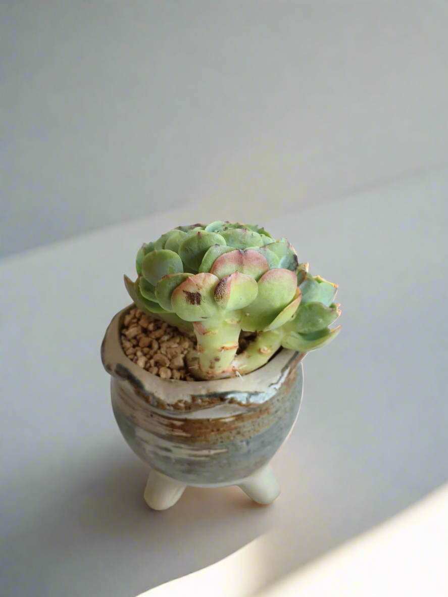 Echeveria Peach Pride in a decorative rustic pot