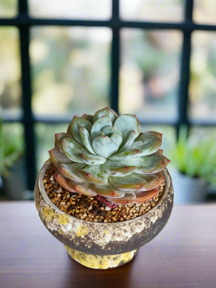 Succulent Moonlit Bloom Pot – Desert Gold with Echeveria Orange Monroe