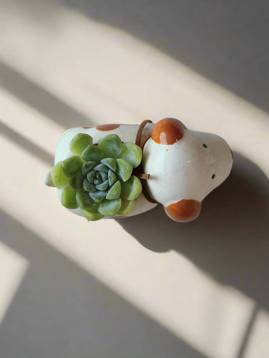 Succulent Puppy Jack Russell Terrier Pot - Echeveria Ice Green - SlowBloomGreens