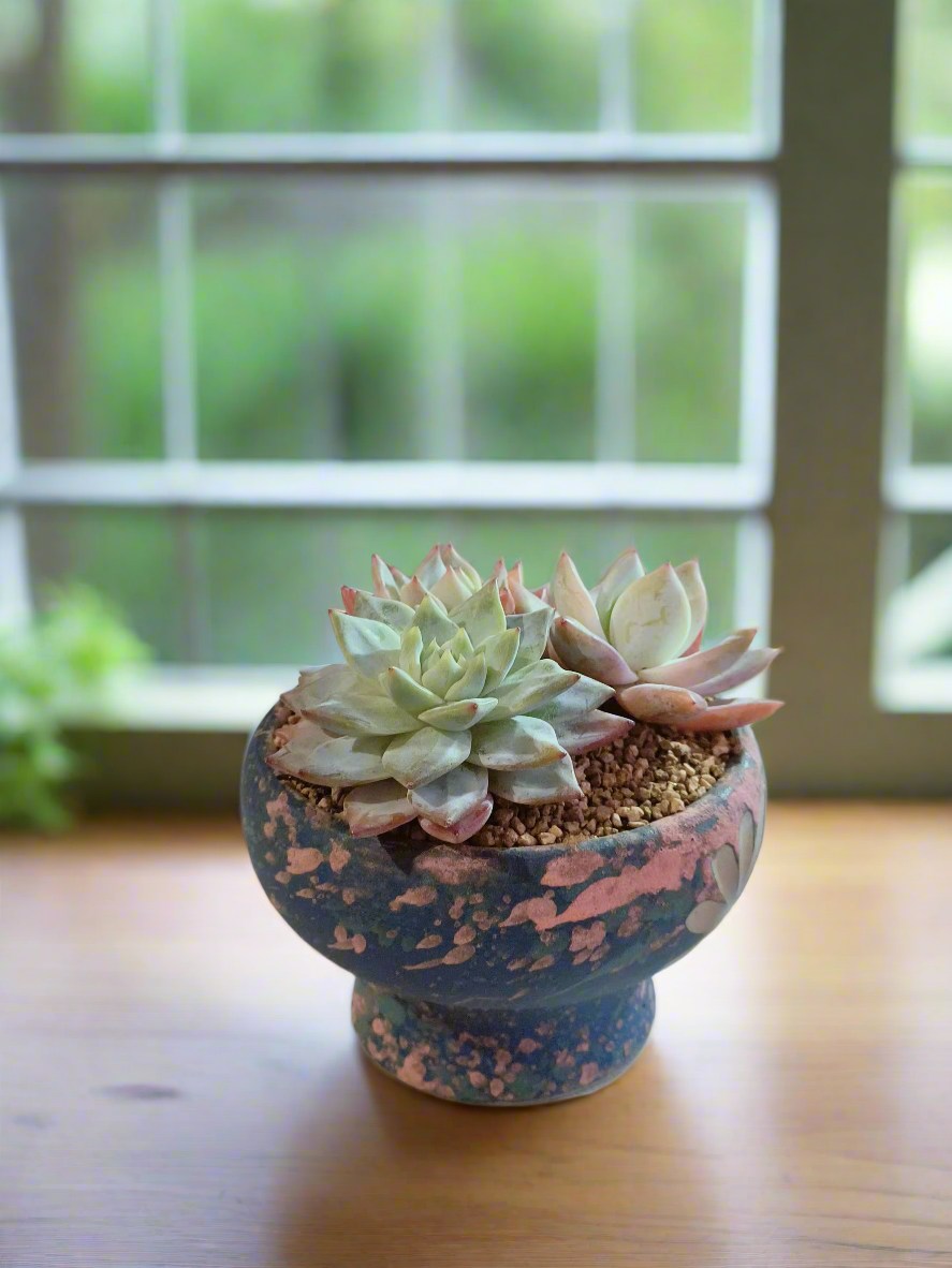 Succulent Moonlit Bloom Pot – Azure Blue with Echeveria Hybrid & Friends