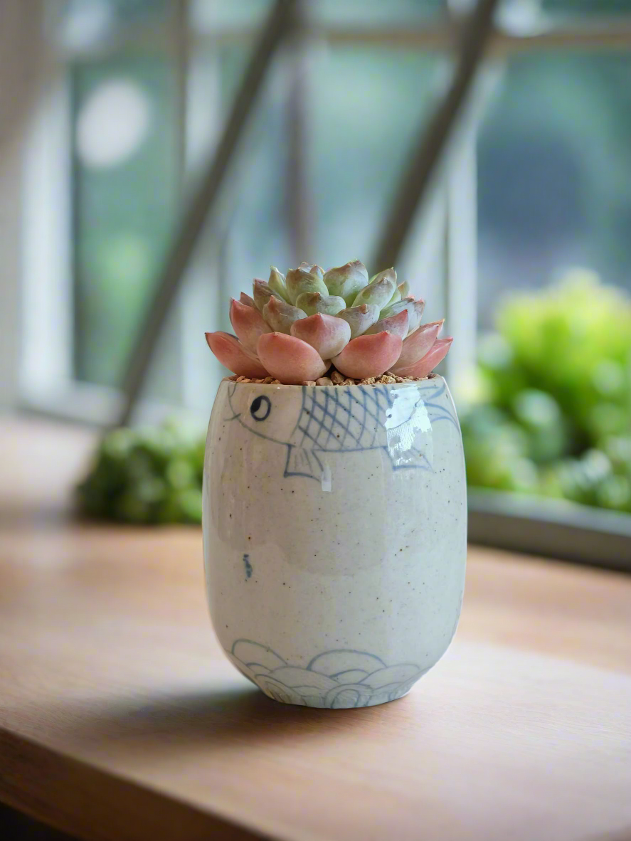 Succulent Koi Grace Pot - Echeveria ‘Violet Queen’