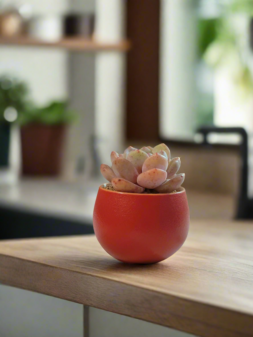 Succulent Auspicious Grace Pot - Echeveria Mont Blanc