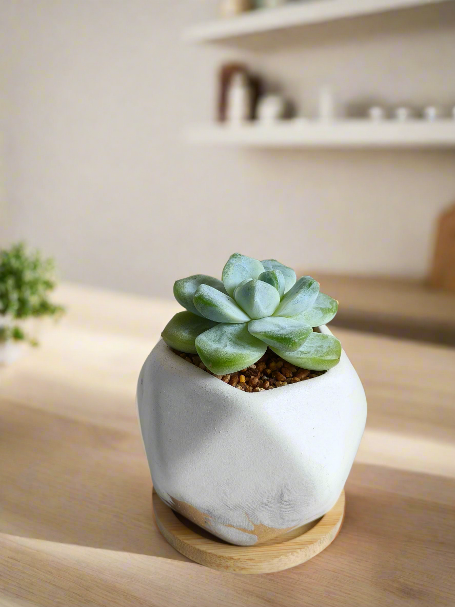 Succulent Mini Octagon Gold - Echeveria Ice Green