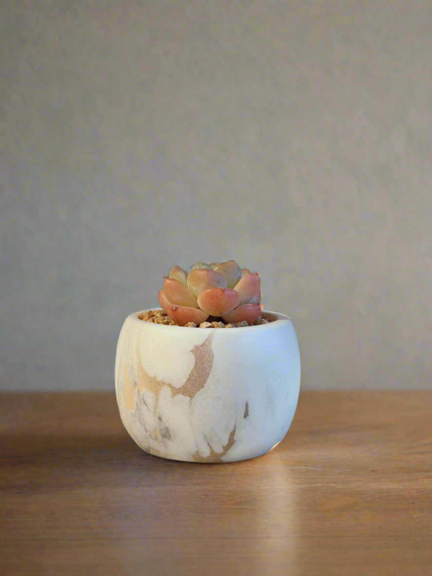 Succulent Mini Round Gold Pot – Echeveria Suryeon