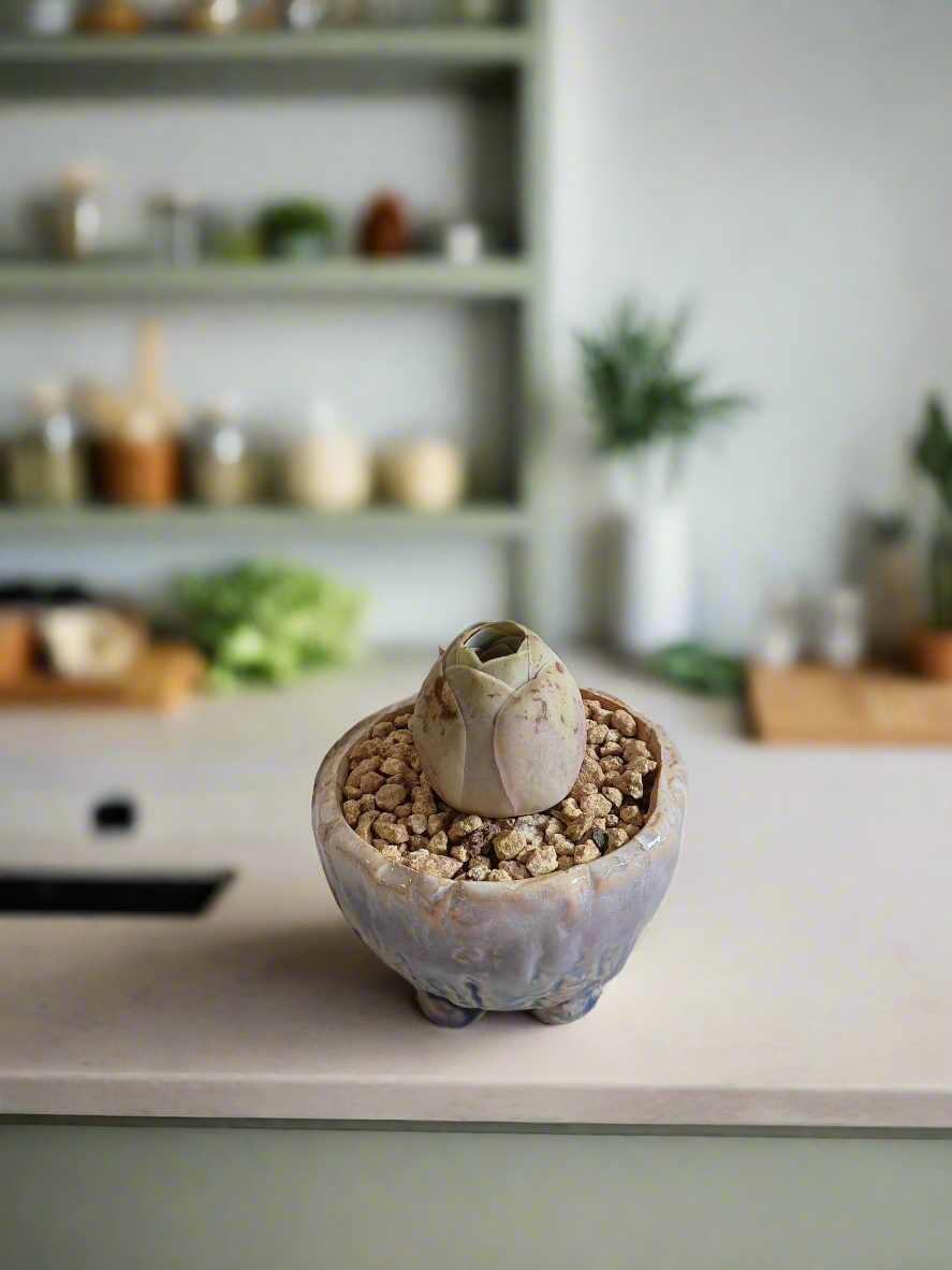 Succulent Lilac Ombre Rustic Planter – Egg Mountain Rose - SlowBloomGreens