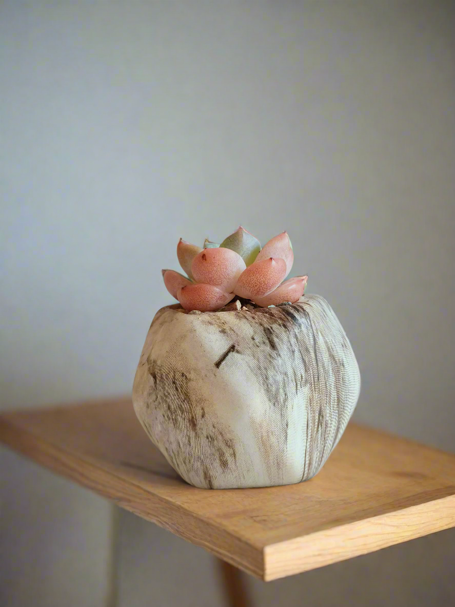 Detailed view of the plump green rosettes in the Succulent Mini Octagon Brown Pot.