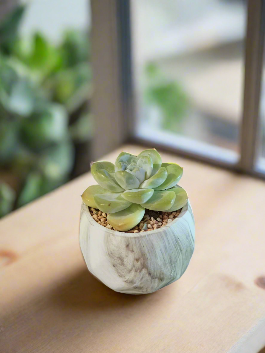 Succulent Classic Marble Green Pot – Echeveria Ice Green - SlowBloomGreens