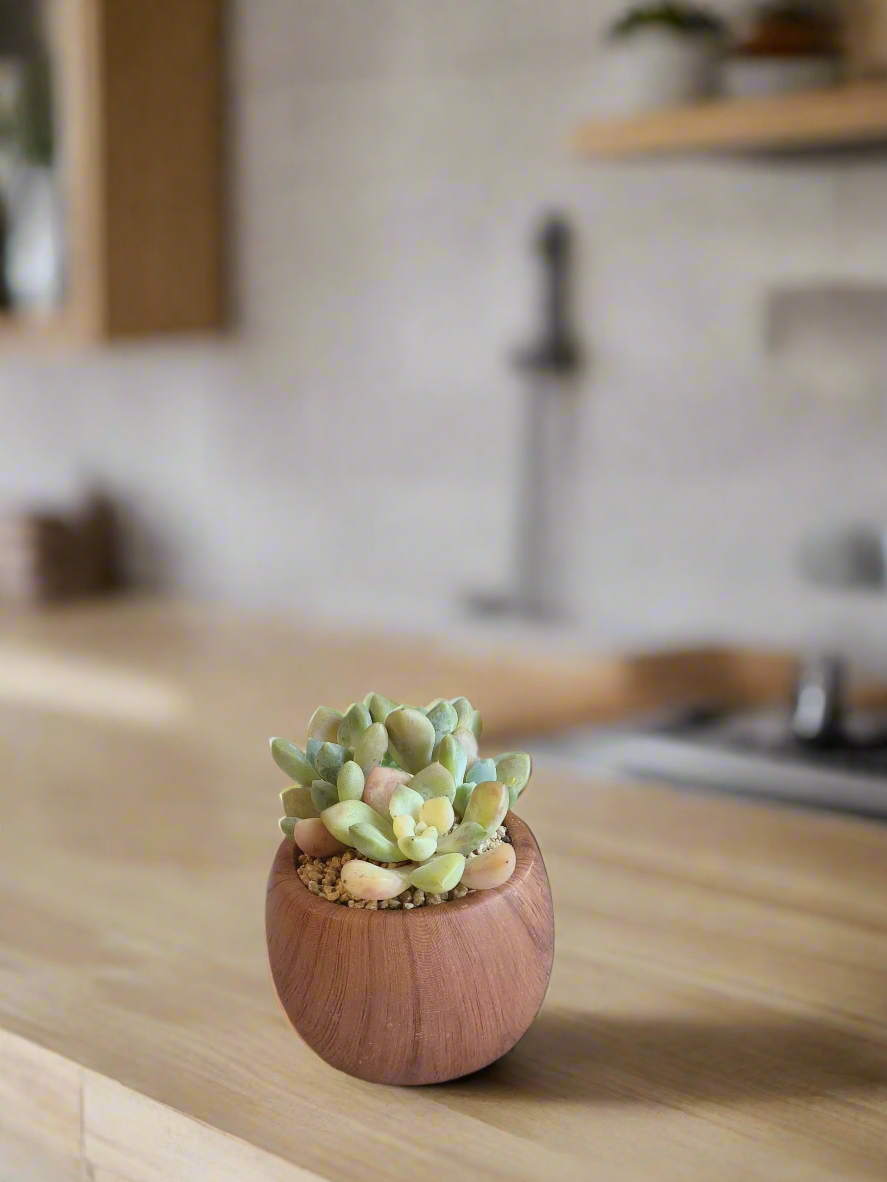 Succulent Mini Round 'Wood' – Graptopetalum mendoza