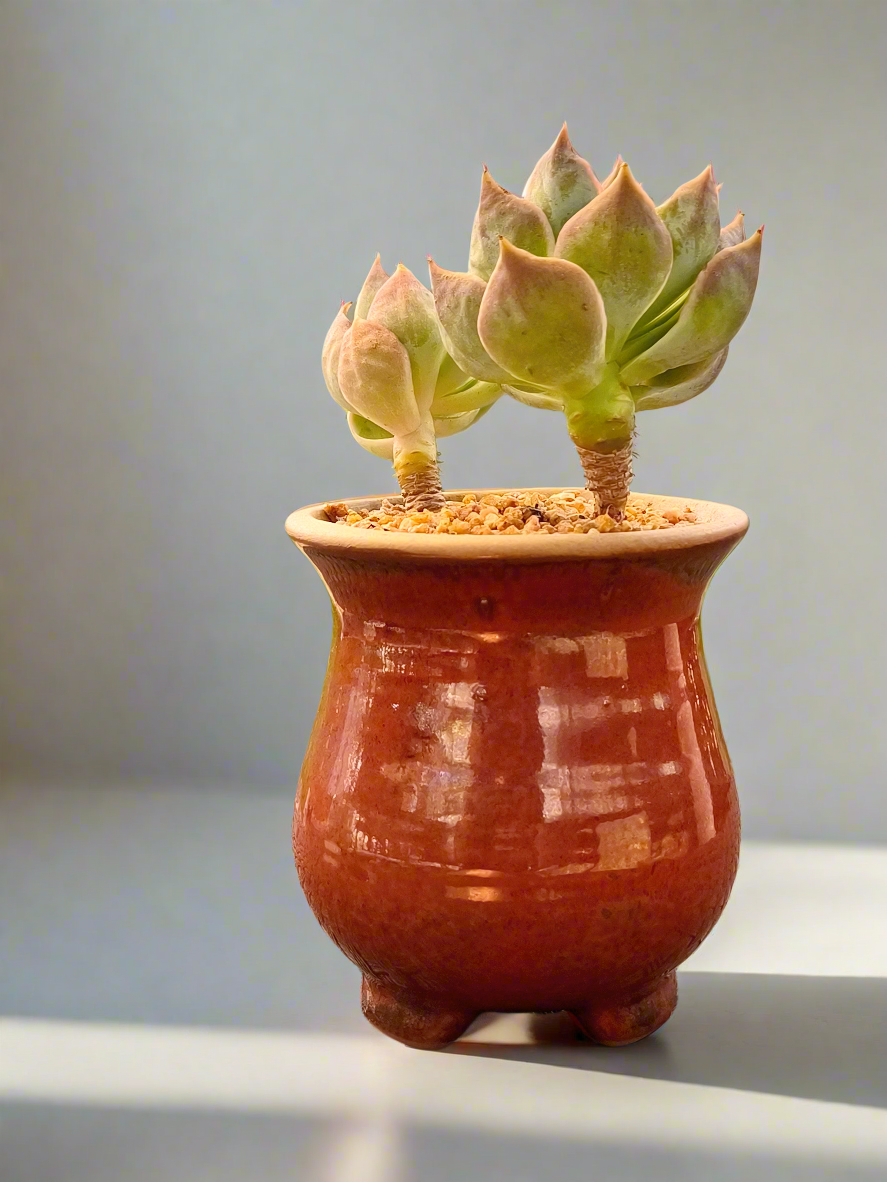 Succulent Rustica Mahogany Planter – Echeveria Peacockii - SlowBloomGreens