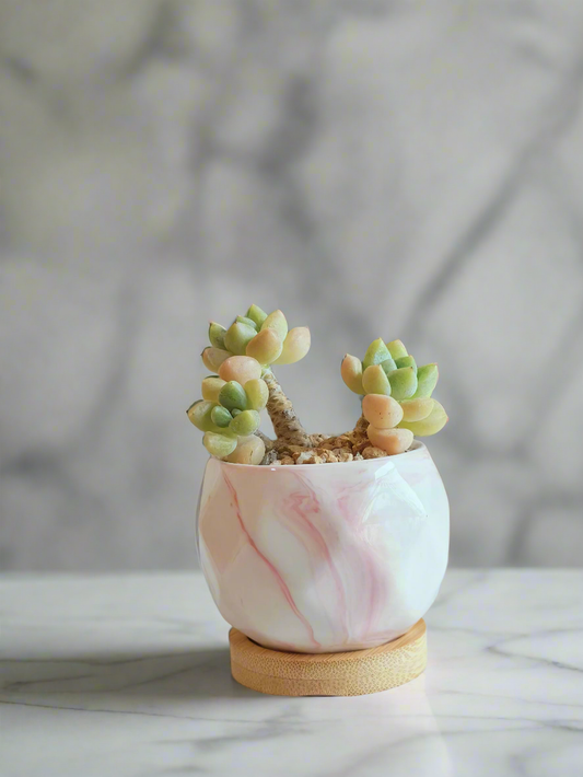 Succulent Petite Bliss Pink - - SlowBloomGreens