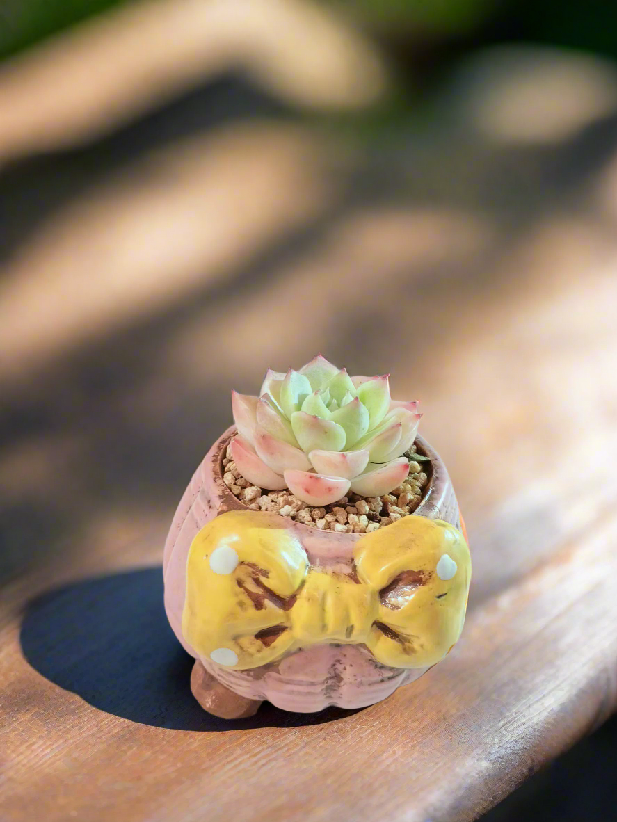 Succulent Ceramic Round Bow Pink – Echeveria Suryeon