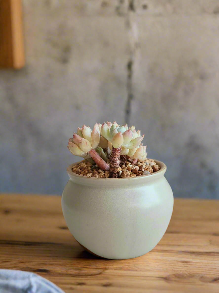 Lush Sedum treleasei 'Rose Stonecrop' arrangement