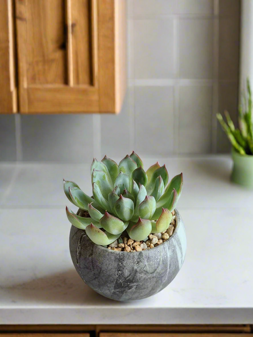 Succulent Elegant Round Dark Grey – Echevaria Pulidonis