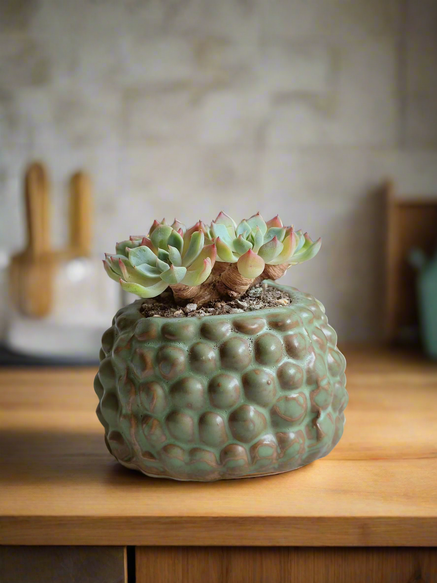 Unique hedgehog pot featuring Echeveria Elegans succulent