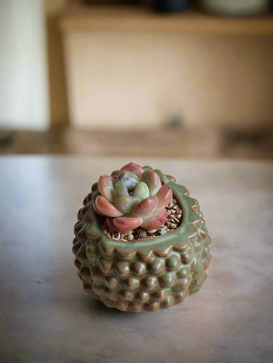 Succulent Hedgehog - Echeveria Ice Green