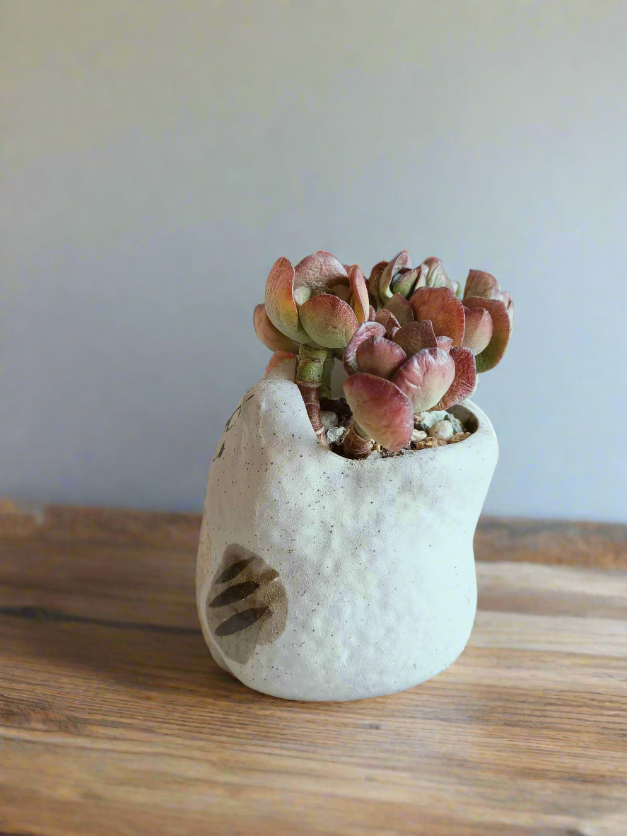 Succulent Hippy Cat Pot - Echeveria - SlowBloomGreens