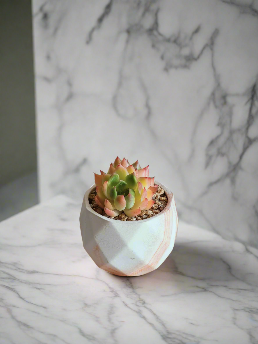 Stylish display of the Succulent Harmony Orange Pot – Echeveria Agavoides 'Lipstick' in a chic living room environment.