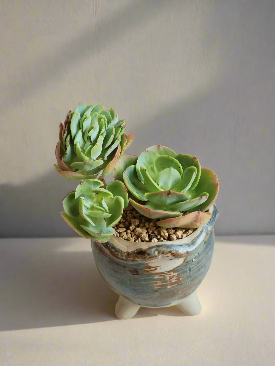 Succulent Rustica Pot- Echeveria Peach Pride