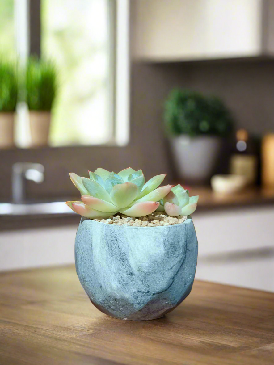 Succulent Harmony Grey - Echeveria Elegans - SlowBloomGreens