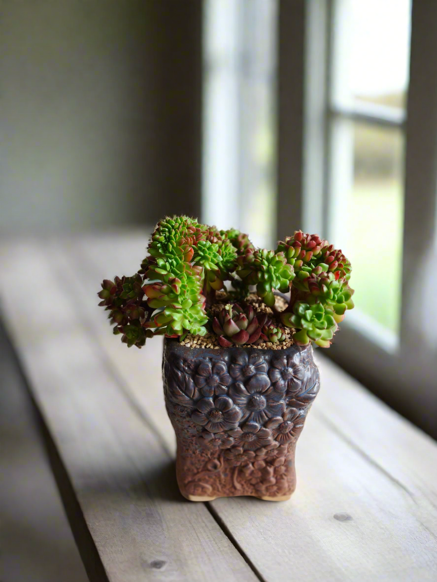 Succulent Rustic Floral Embossed Pot – Lety's Sedeveria