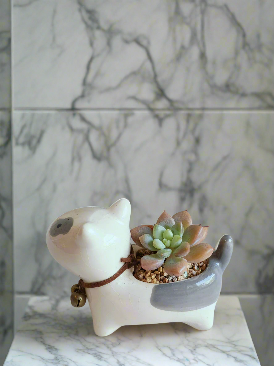 Succulent Puppy Bull Terrier - Graptoveria Opalina - SlowBloomGreens