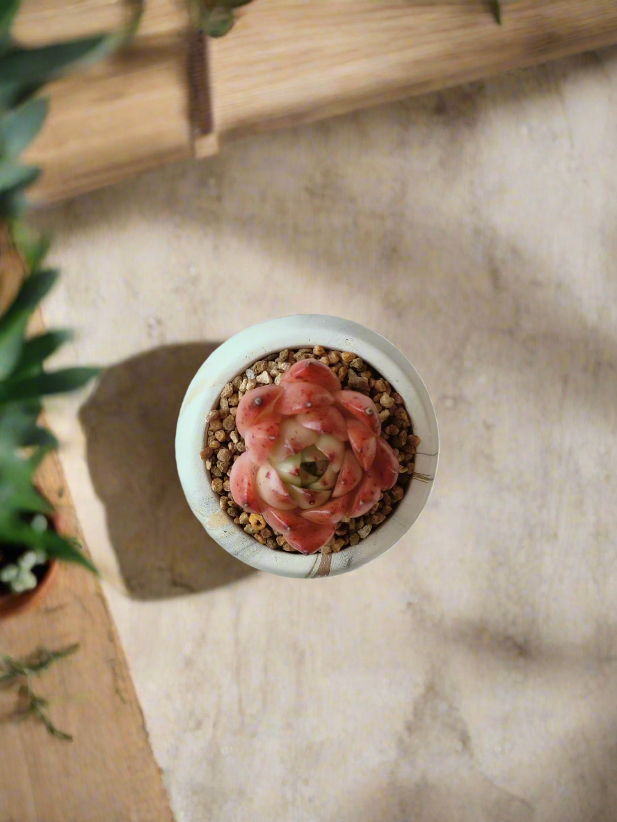 Succulent Mini Round Gold Pot – Echeveria Agavoides 'Romeo'