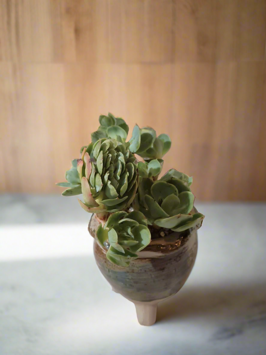 Succulent Rustica Pot- Echeveria Peach Pride - SlowBloomGreens