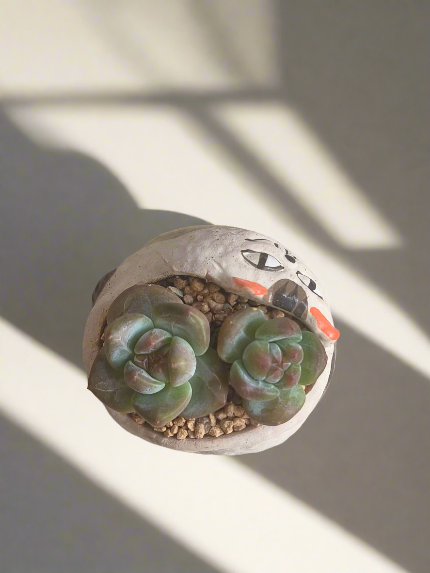 Succulent Cheeky Cat Planter - Echeveria Ice Green