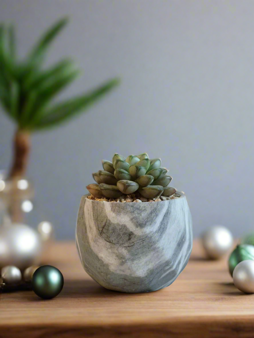 Succulent Classic Marble Grey Pot - Graptoveria 'Amethorum'