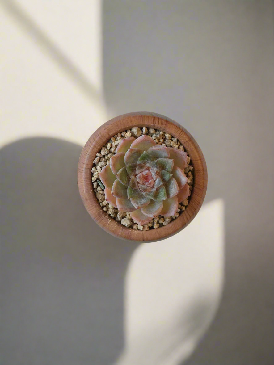 view of the Succulent Mini Round 'Woodgrain' - Echeveria hybrid,focusing on the arrangement of the Echeveria's leaves inside the compact woodgrain planter.